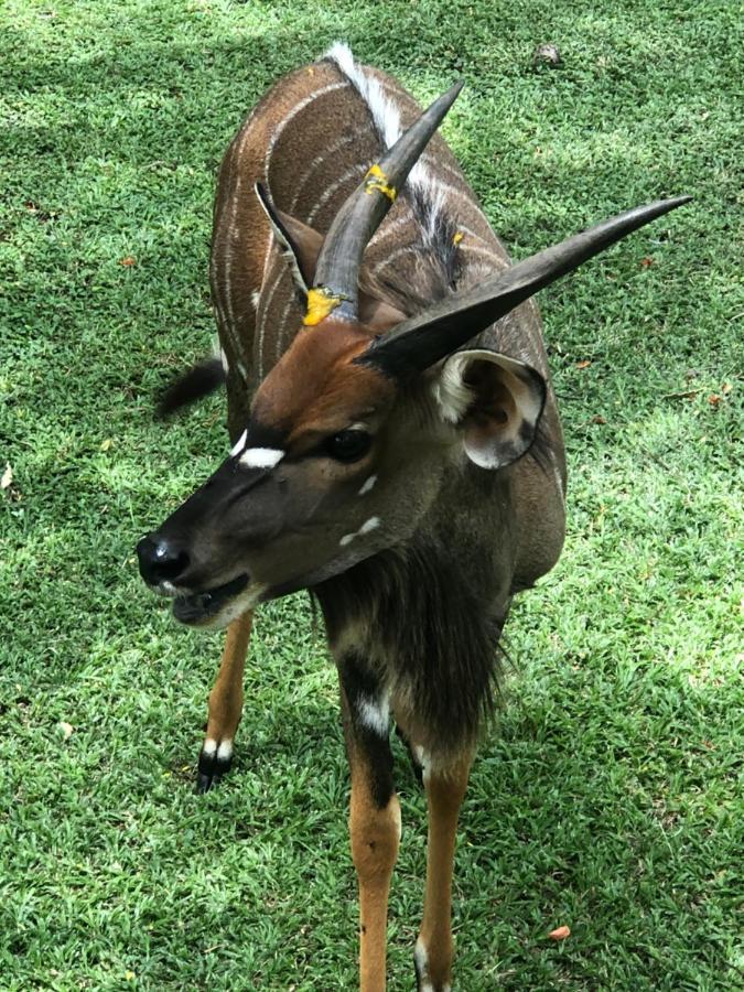 Jock Of The Bushveld Hotell Barberton Eksteriør bilde